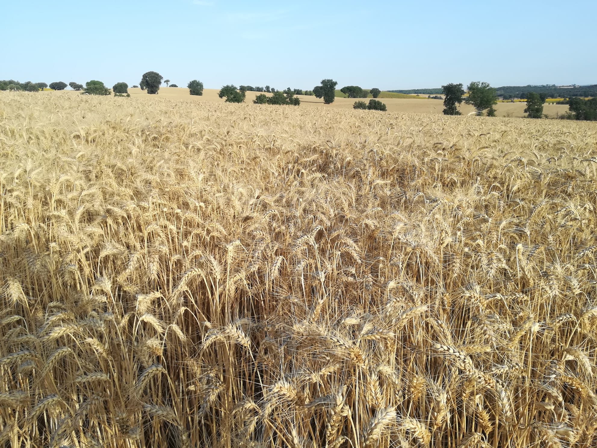 Campo de trigo en Villahoz - Burgos