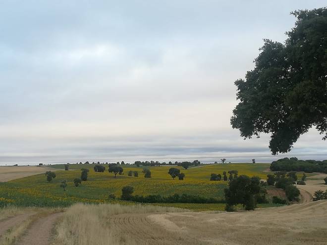 Campos de Girasoles en la meseta castellana en Villahoz - Burgos